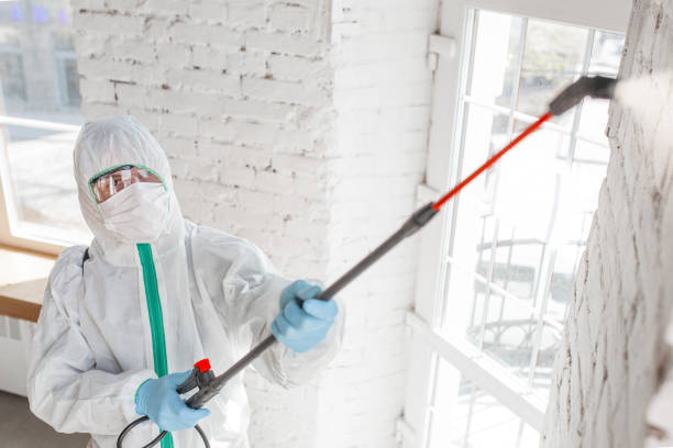 Trusted Kinnelon, NJ Mold Removal Experts